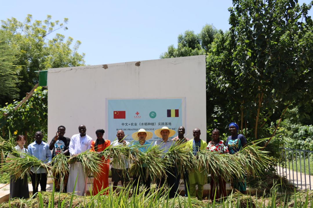 乍得恩贾梅纳大学孔子学院举行首期“中文+农业(水稻种植)”特色教学班结业仪式2.png 图片